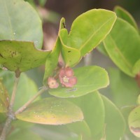 Euonymus revolutus Wight